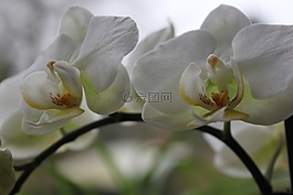蘭花,花,白