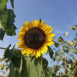向日葵,夏天,農(nóng)場