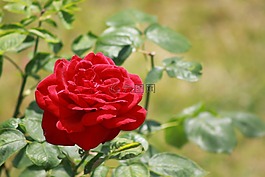 玫瑰,紅玫瑰,鮮花
