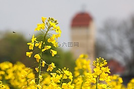 油菜,水塔,油菜籽场