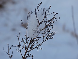冬季,花卉,鮮花