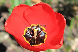 郁金香,花,春天