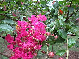 堤角,公園,花