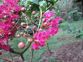 堤角,公園,花
