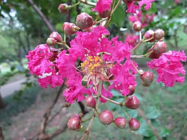 堤角,公園,花