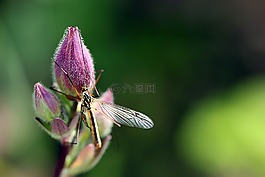 komarnica,tipula 甘藍(lán)生菜,昆蟲