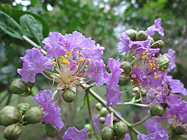 堤角,公園,花