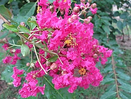 堤角,公園,花