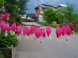 粉紅色的花心臟,花園,春天的花朵