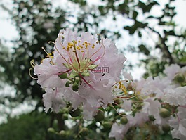 堤角,公園,花