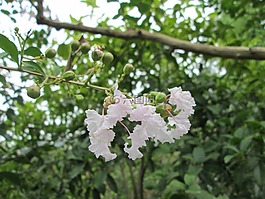 堤角,公園,花