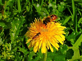 昆虫,hoverfly,性质