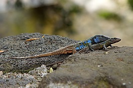 蜥蜴,對,特內里費