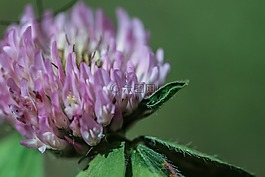 野花,花,夏天