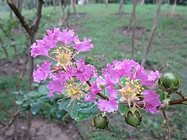 堤角,公園,花