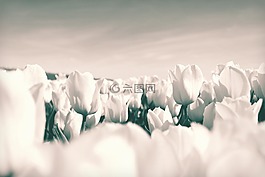 郁金香,荷蘭,鮮花