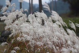 大自然,秋季,里德