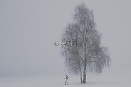 霧,樺木,冬天