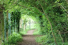 隧道,綠色,葉子