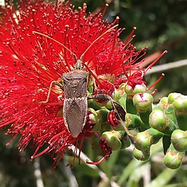 昆蟲,紅色的花,花粉