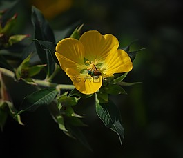 甲虫，昆虫,昆虫,花