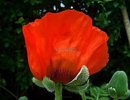 紅罌粟,庭園,春天的花朵
