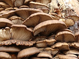 pleorotus,。,蘑菇