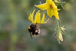 大黃蜂,授粉,花