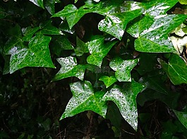 常春藤,叶,雨