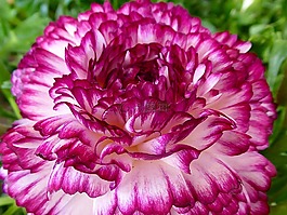 花,茛,春天
