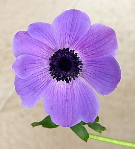 鮮花,紫,紫色的小花