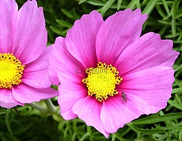 粉红色的花,飞,花