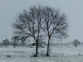 冬天,樹木,雪