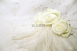 玫瑰,白,開花