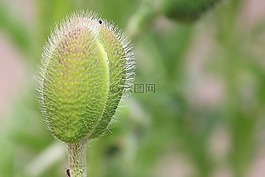 klatschmohn,fruchtkapsel,罂粟