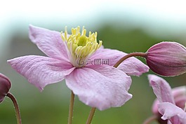 鐵線蓮,粉色,花