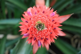 菠蘿comosu,菠蘿,開(kāi)花