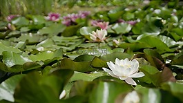 睡蓮,花,水生植物
