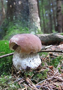 臨時選舉委員會,松茸,eduis 牛肝菌