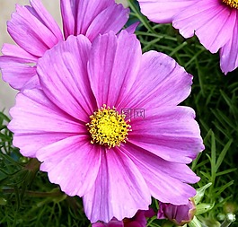 粉紅色,鮮花,性質(zhì)