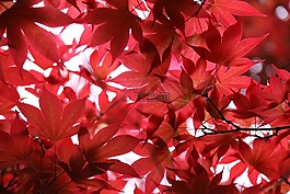 葉子,夏季,廠
