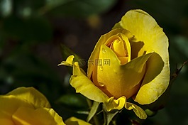 玫瑰,黃色,花