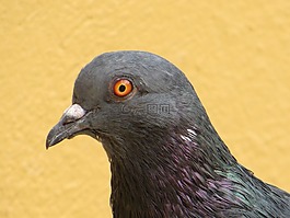 鴿子,鳥,頭