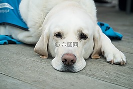 狗,可愛,寵物