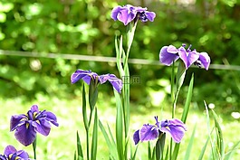 虹膜,花,花園