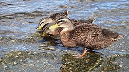 鴨,喝,水