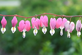 水汪汪的心,雙色心花,herzerlstock