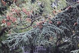 克里米亞,雅爾塔,黎巴嫩雪松