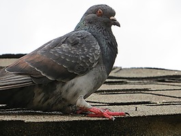 鳥,鴿子,黑