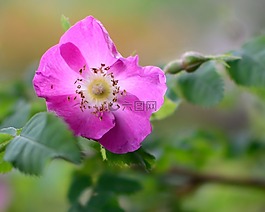 野生玫瑰,開花,廠